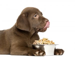 alimentation bio pour chien