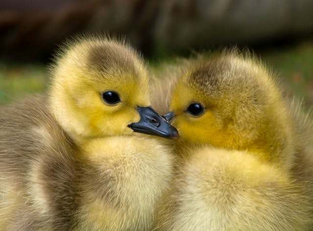 Granulés spécialisés : clé de la réussite pour la reproduction de vos canards