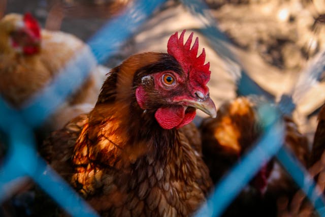 Secrets d’un élevage à la ferme réussi