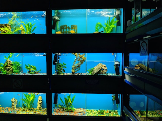 déco aquarium