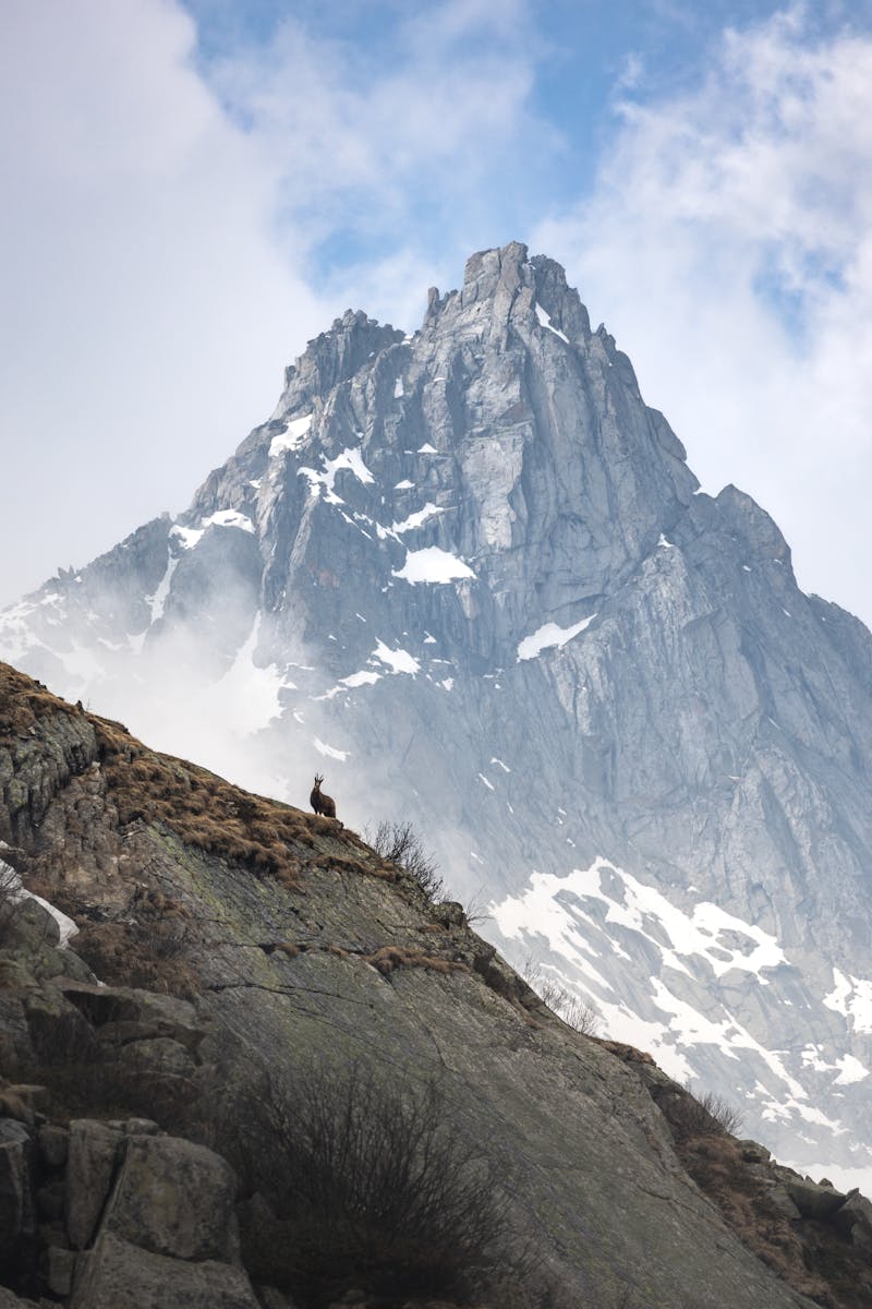 Une vue imprenable sur un sommet de montagne enneigé avec une chèvre sauvage au premier plan.