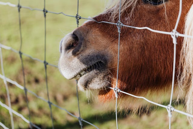 Élevage sécurisé : bien-être animal et grillage animaux